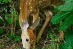 White-tail fawn foraging in the underbrush. Great Falls Park, Virginia.