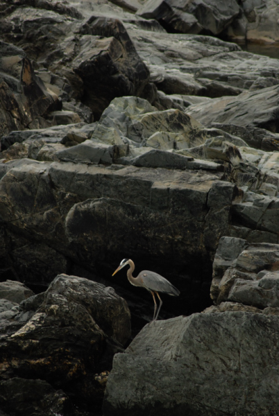 Great Blue Heron great blue heron, great falls maryland