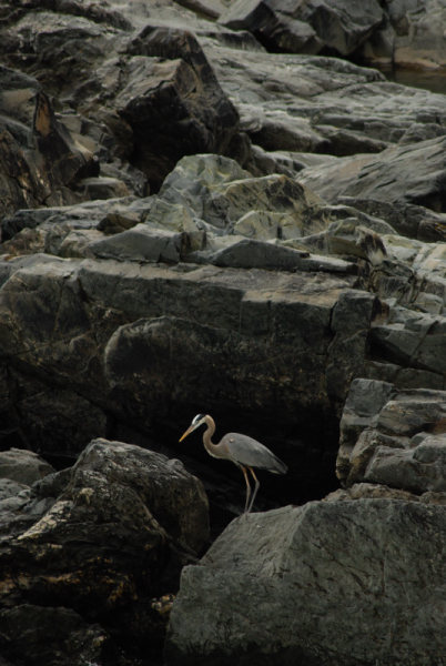 great blue heron, great falls maryland