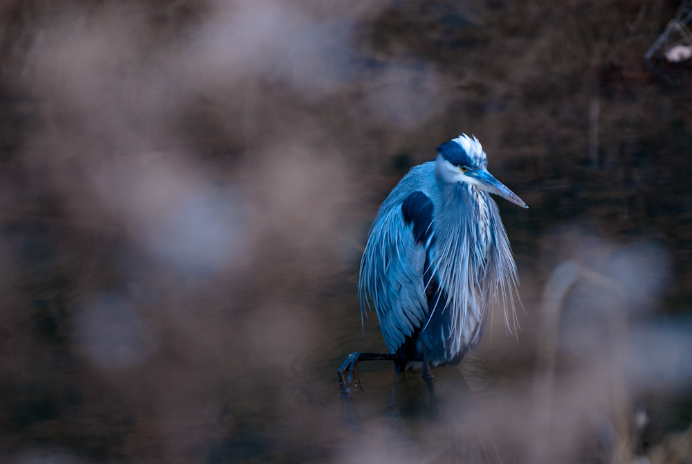 A Great Blue Heron at rest in the C&O Canal, Maryland.