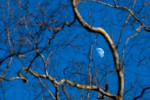 The moon as viewed through the gnarled branches of a birch tree along the C&O Canal in Maryland.
