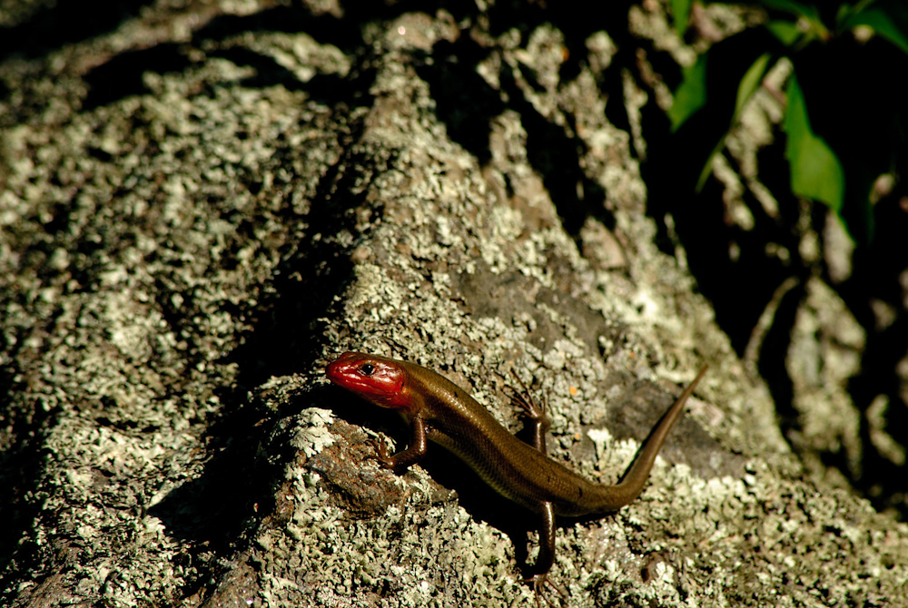 A Broad-headed Skink warms itself on a rock along the C&O Canal in Maryland.