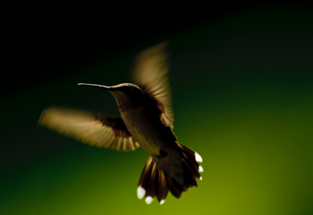 Ruby-throated Hummingbird, Female