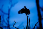 Black Vulture drying its wings, perched on a dead branch. Great Falls, Maryland.
