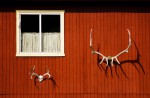 Antlers on side of barn, Jackson WY