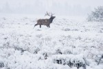 Bull elk running through the snow in pursuit of cows. jackson hole wyoming.