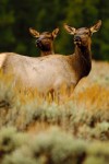 Two female elk, listening to bull elk bugle. jackson hole wyoming