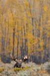 Bull moose with aspens in wyoming, jackson hole