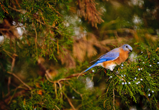 A male eastern bluebird at the C & O Canal in Maryland.