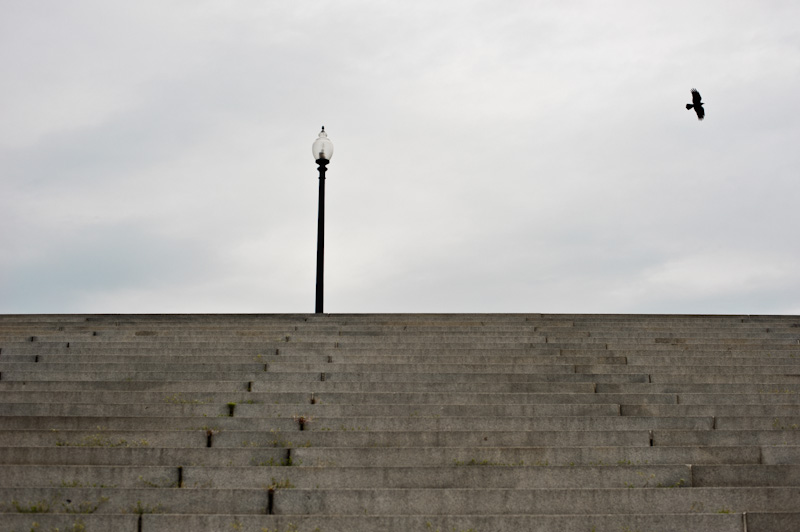 washington dc, crow, stairs