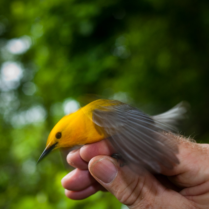 A male prothonotary warbler ready to take flight after banding.
