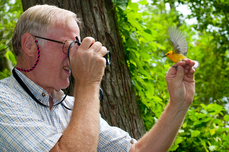 Sandy teliak photographs a prothonotary warbler for his records. Jug Bay, Maryland.