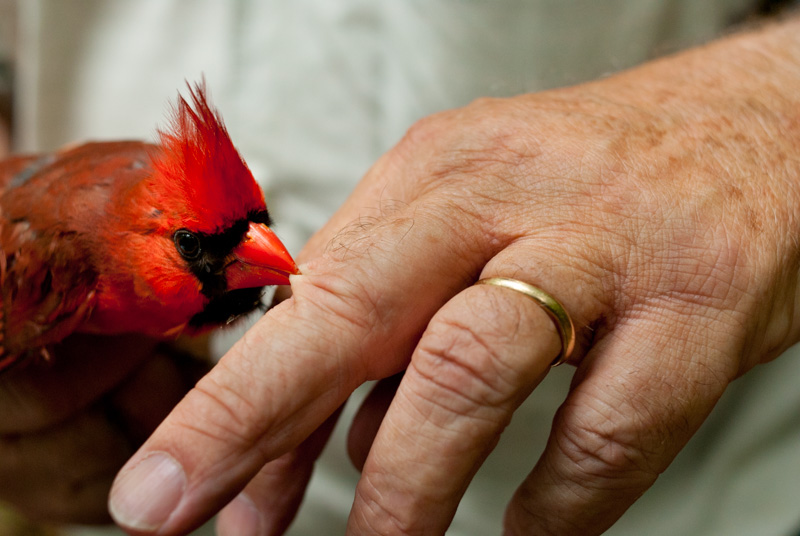 Northern cardinal at Jug Bay, Maryland.