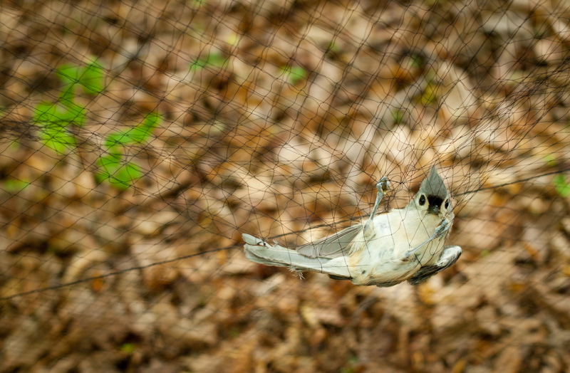 Tufted titmouse at Jug Bay, Maryland