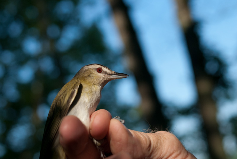 Portrait of an adult red-eyed vireo.