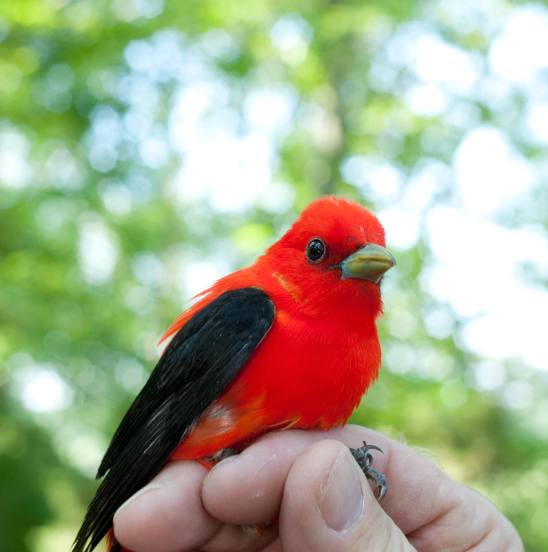 adult male scarlet tanager.