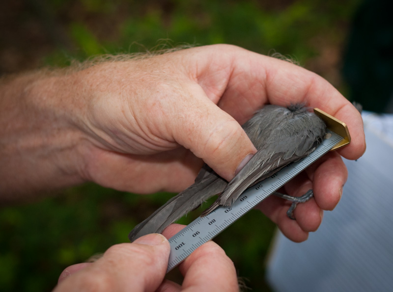 Measuring the wing of a tufted titmouse. Jug Bay, Maryland