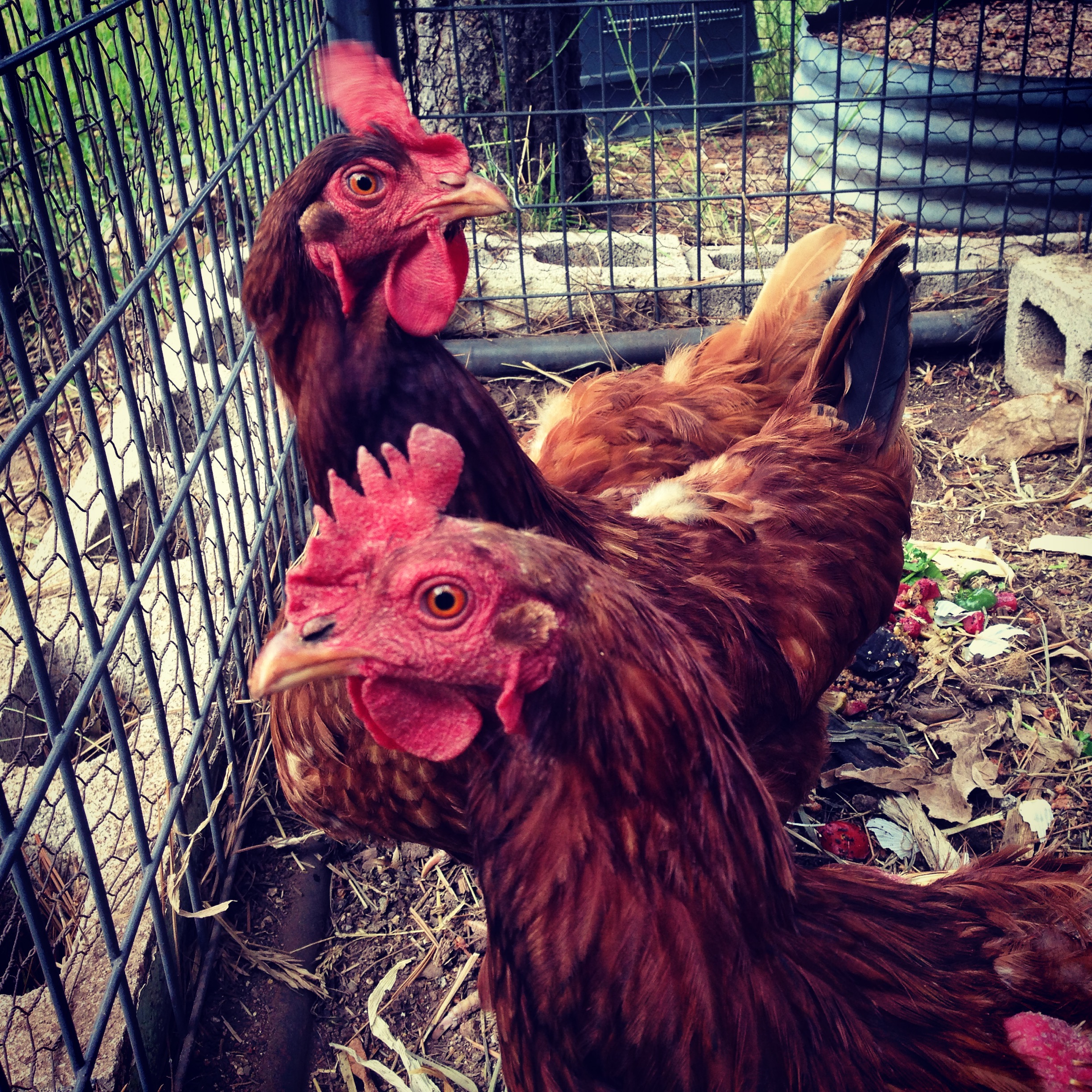 Chickens in their coop. Vallecito, Colorado.