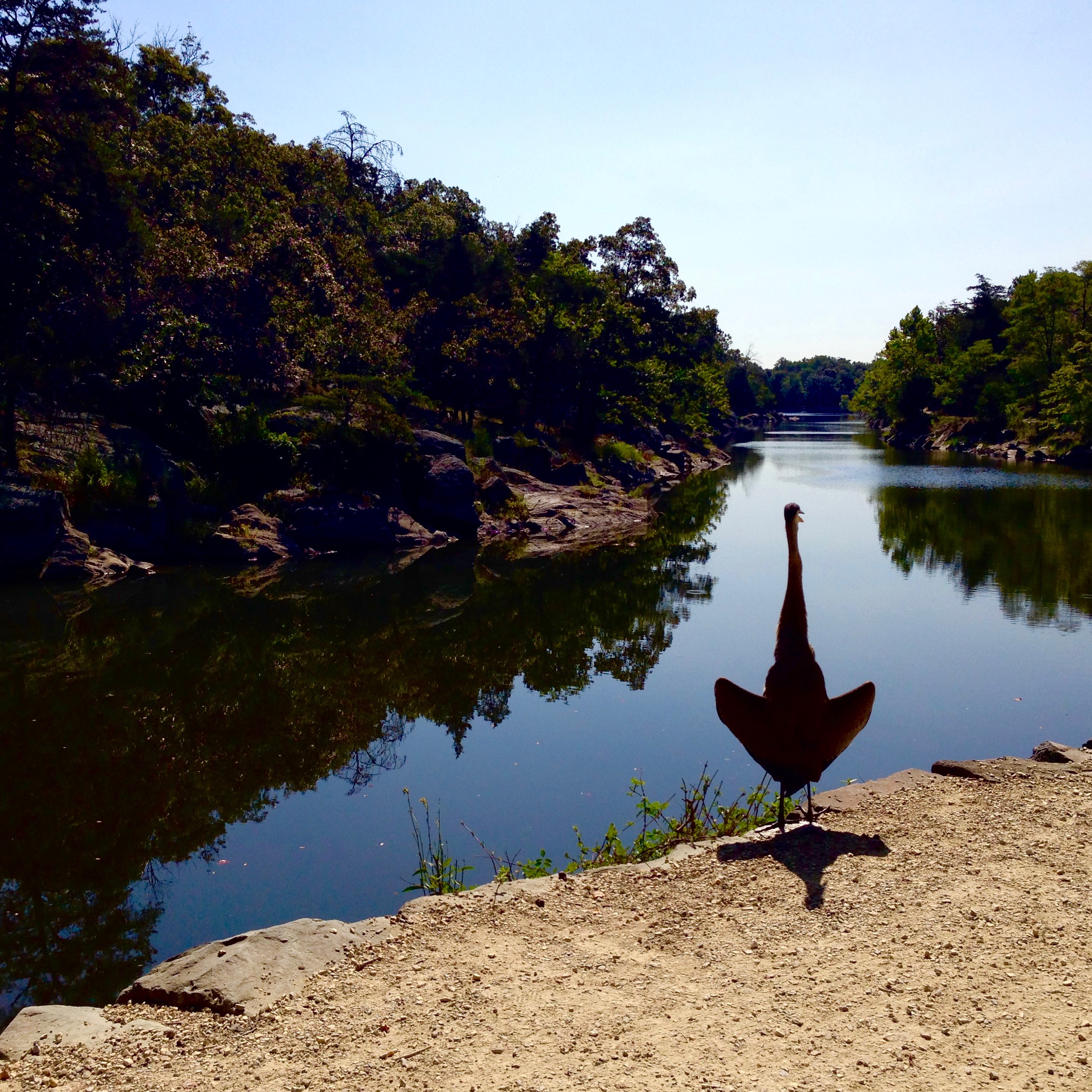 great blue heron silhouette. c&o canal nhp. potomac, maryland.