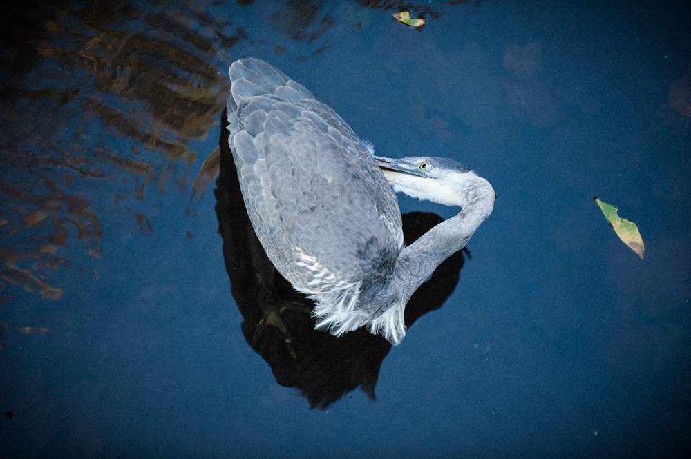 Great Blue Heron at the C&O Canal NHP in Potomac, Maryland.