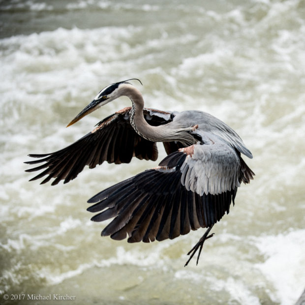 Great blue heron at the potomac river near great falls, Virginia.