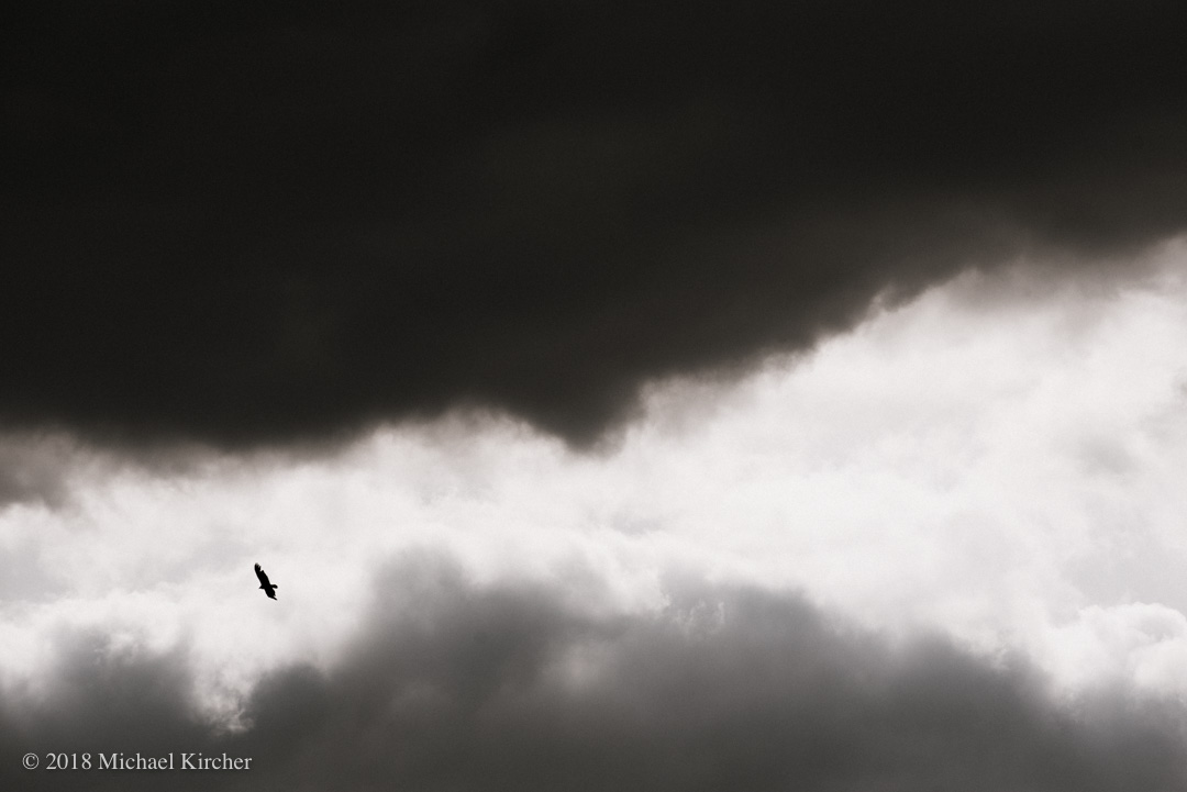 Vulture soars below storm clouds.