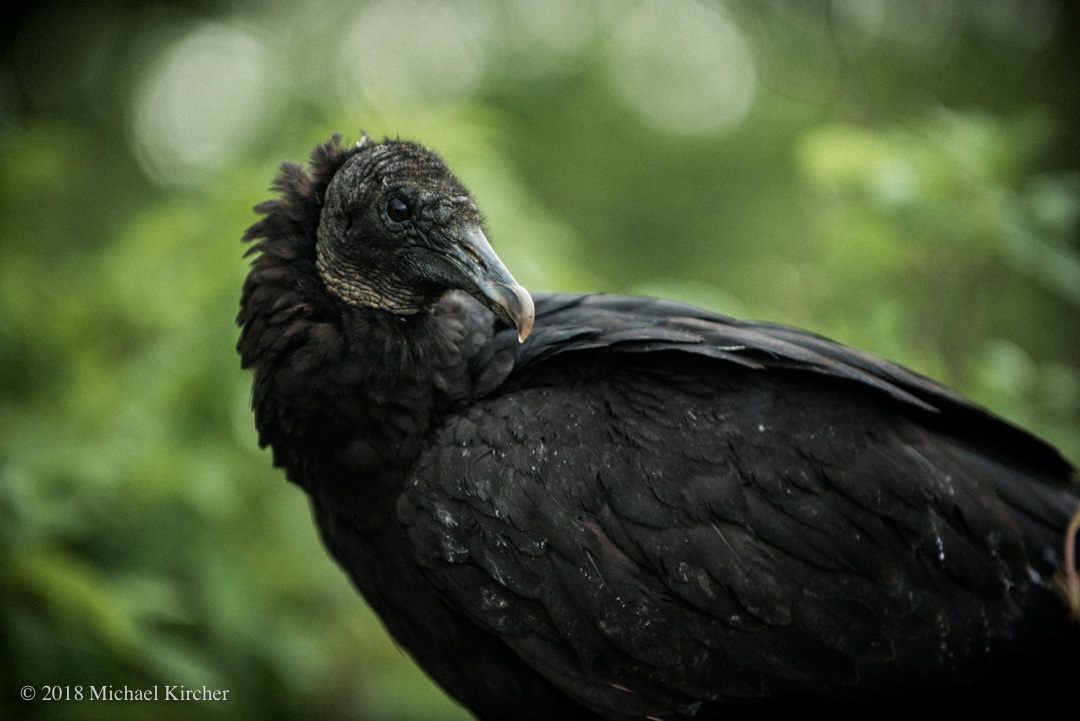 Portrait of a black vulture.
