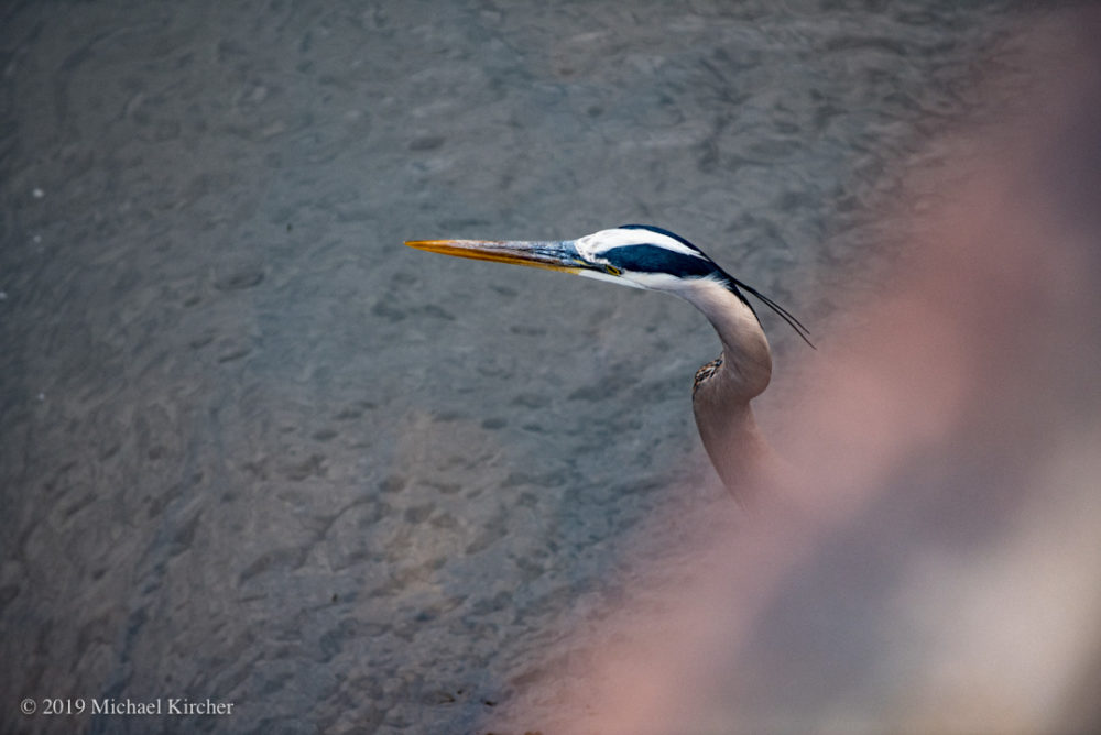 Overhead photograph of great blue heron as it stalks the shallows in one of the locks along the C&O Canal in Maryland.
