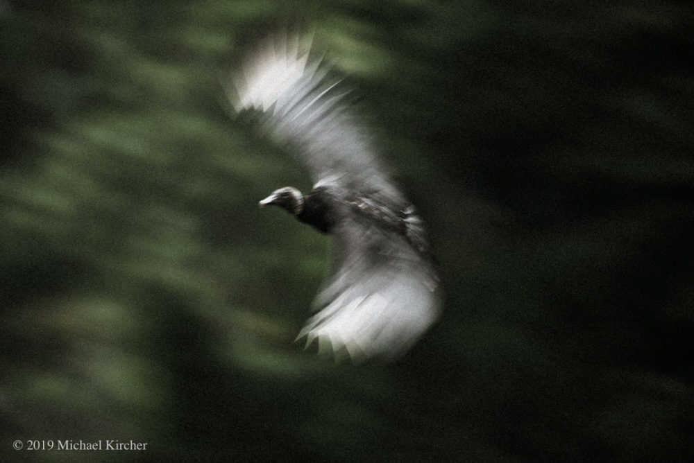 Black vulture in flight at C&O Canal in Maryland