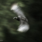 Black vulture in flight at C&O Canal in Maryland