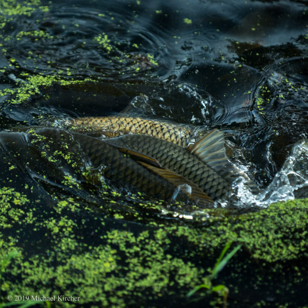 three carp break the surface of the canal. C&O Canal NHP Maryland.