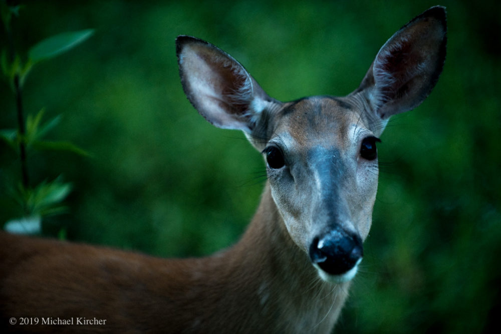 white tail deer at C&O Canal NHP in Maryland