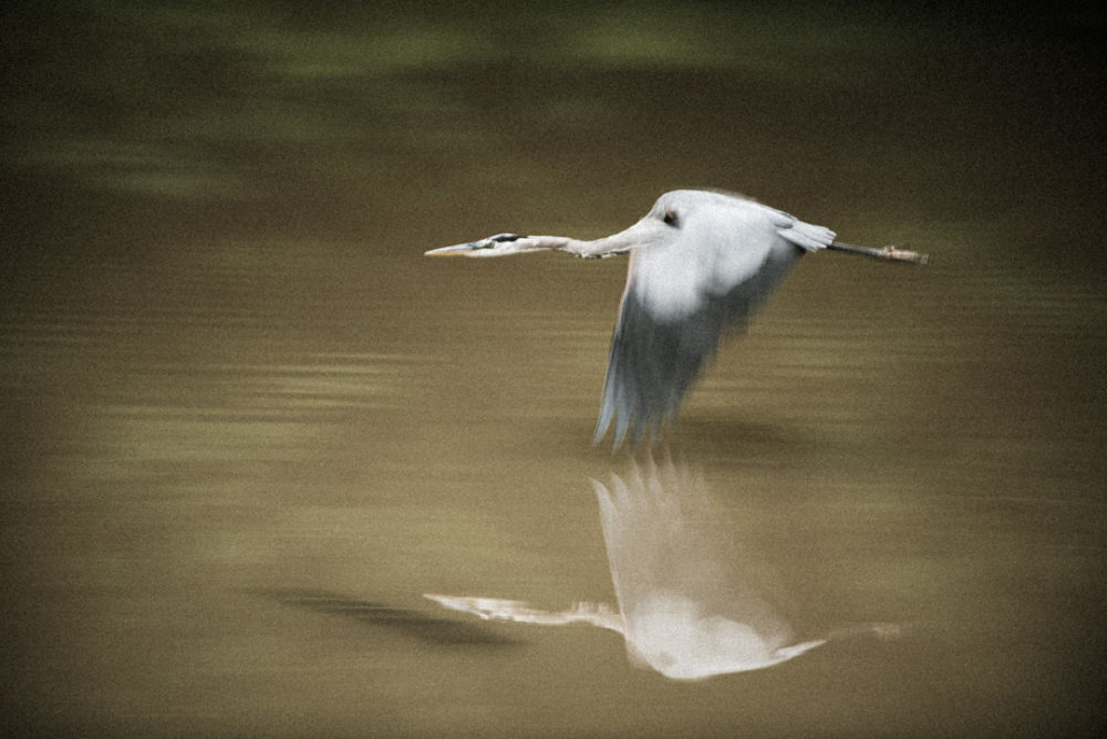 Great blue heron in flight above the C&O Canal.