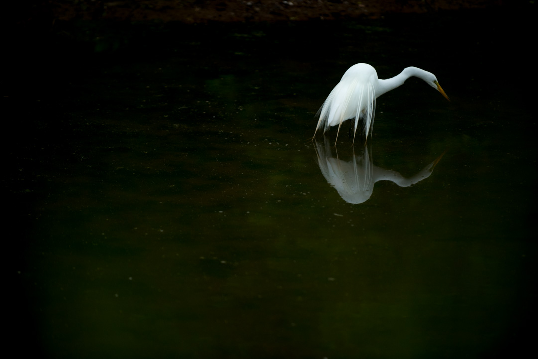 Great egret stands reflected in the C&O Canal.