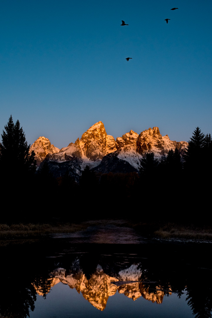 sunrise on the Teton mountains. Canada geese in flight