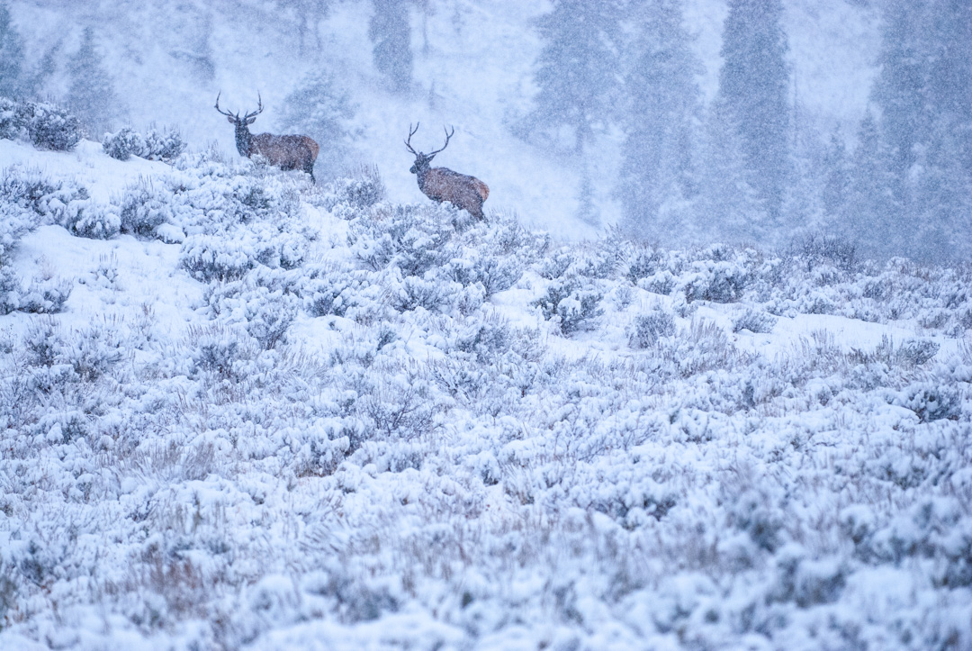 two bull elks walking along a ridge in snow storm