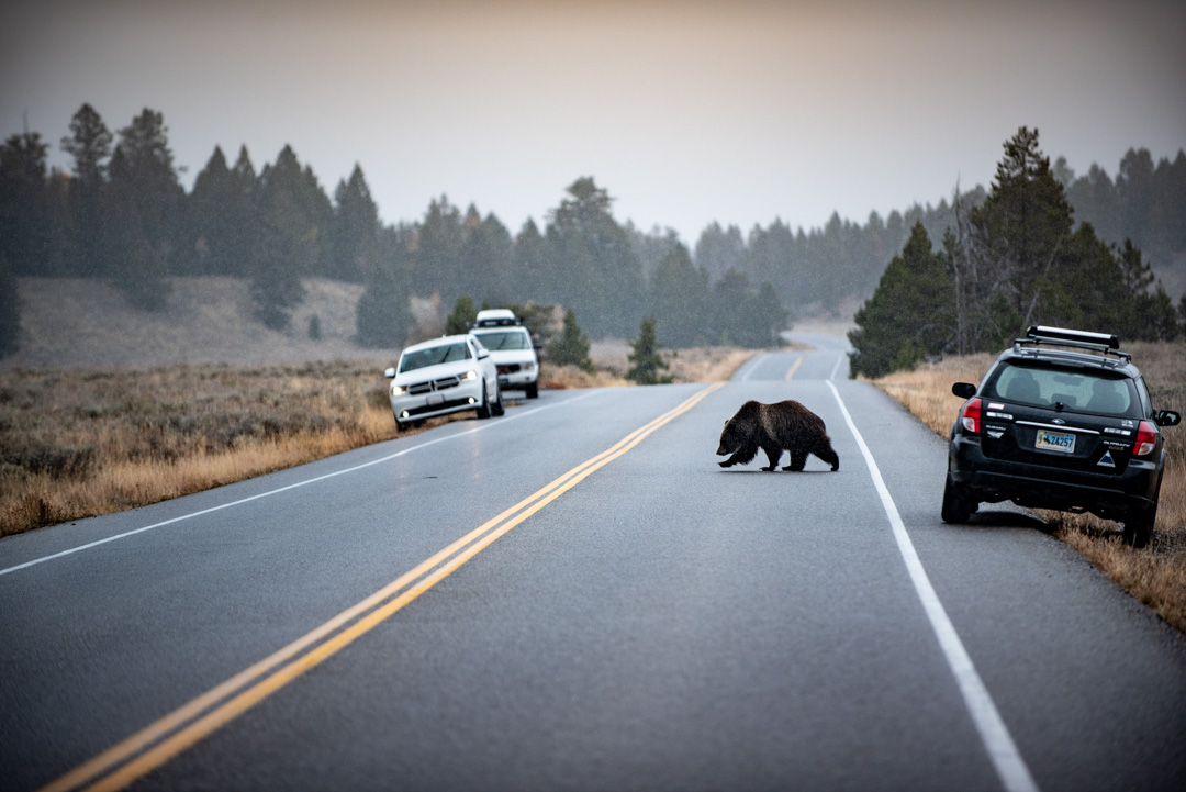 grizzly 399 crosses teton park road