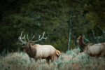 A bull elk bugles during the rut in Grand Teton National Park.