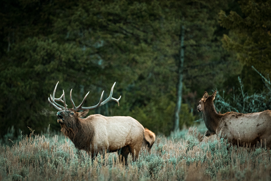 bull elk bugling, grand teton national park