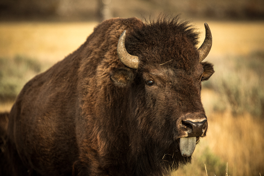 Bison with tongue out