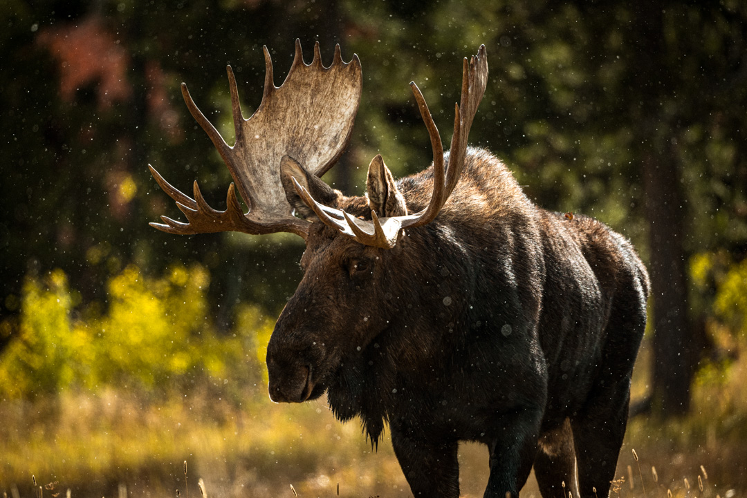 bull moose with snow flurries