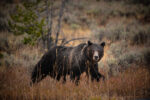 grizzly bear 399 looking at photographer