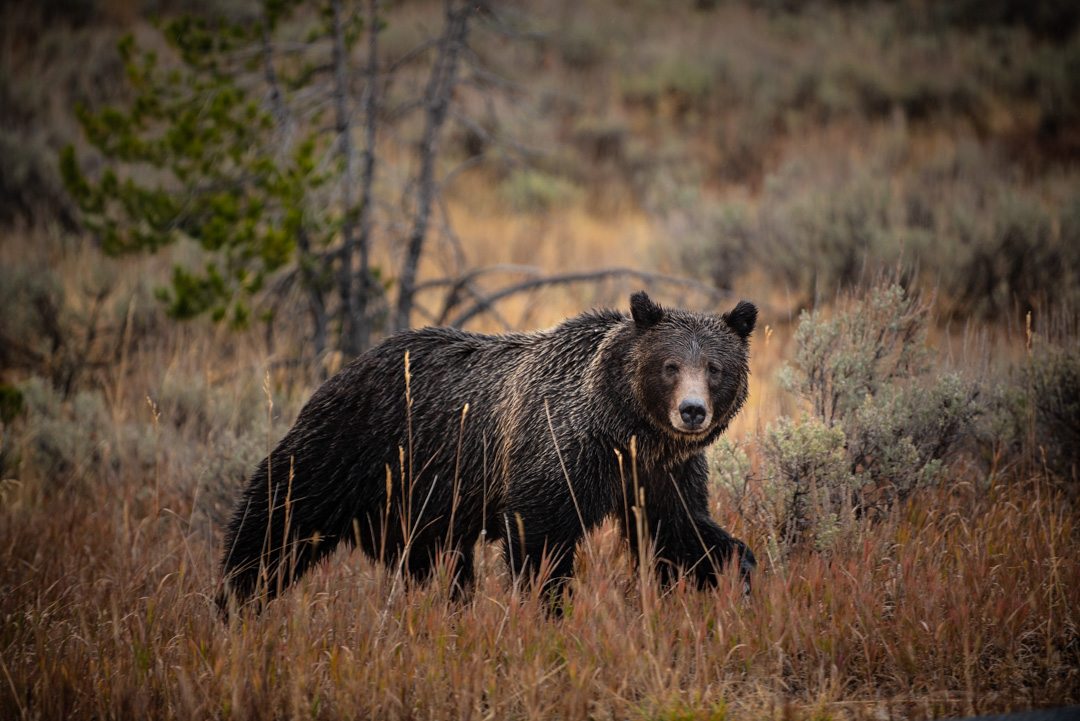 famous jackson hole grizzly bear 399 looking at photographer