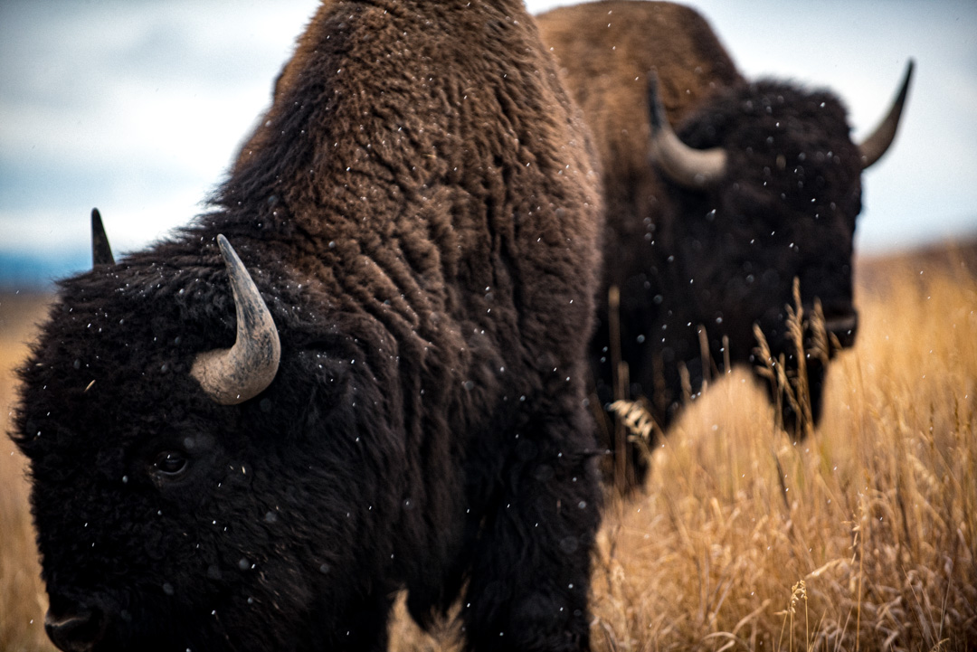 two large bison standing in prairie grass