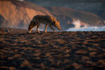 A coyote prowls Rodeo Beach at sunset.