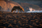 A coyote prowls Rodeo Beach at sunset.