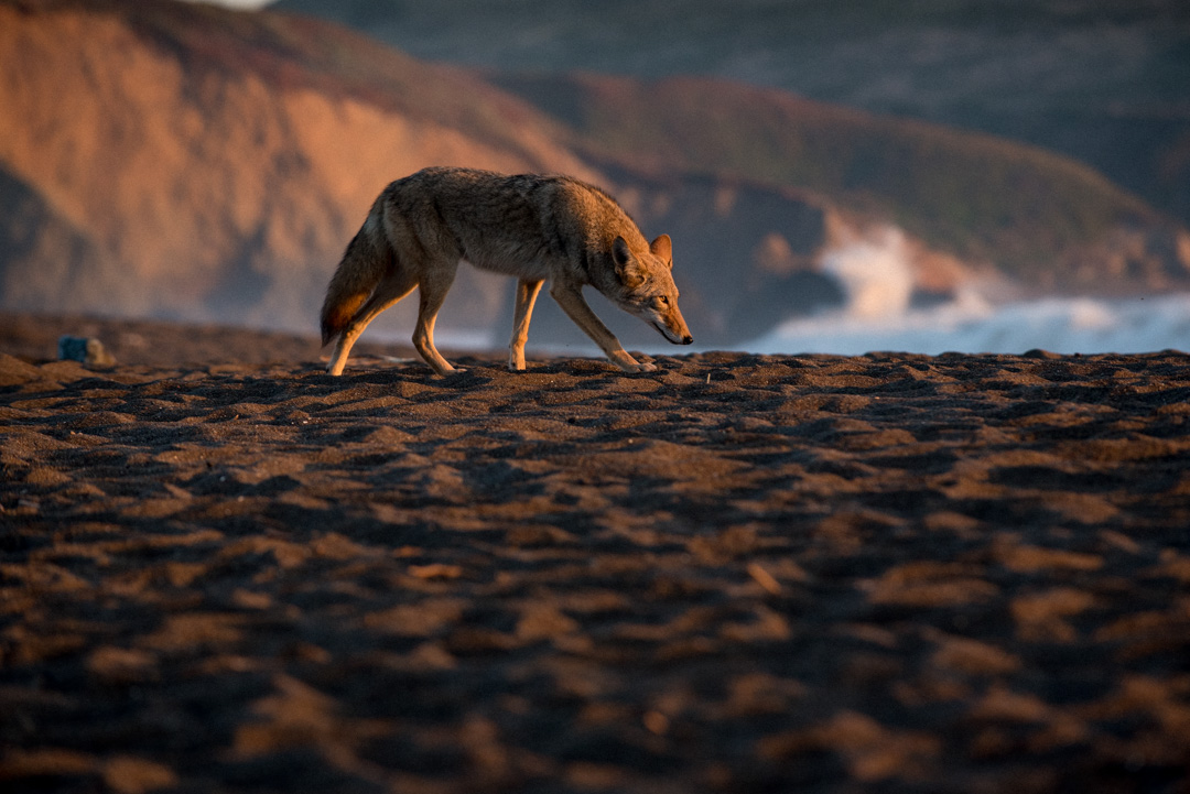 Coyote prowls Rodeo Beach at sunset in the Golden Gate National Recreation Area.