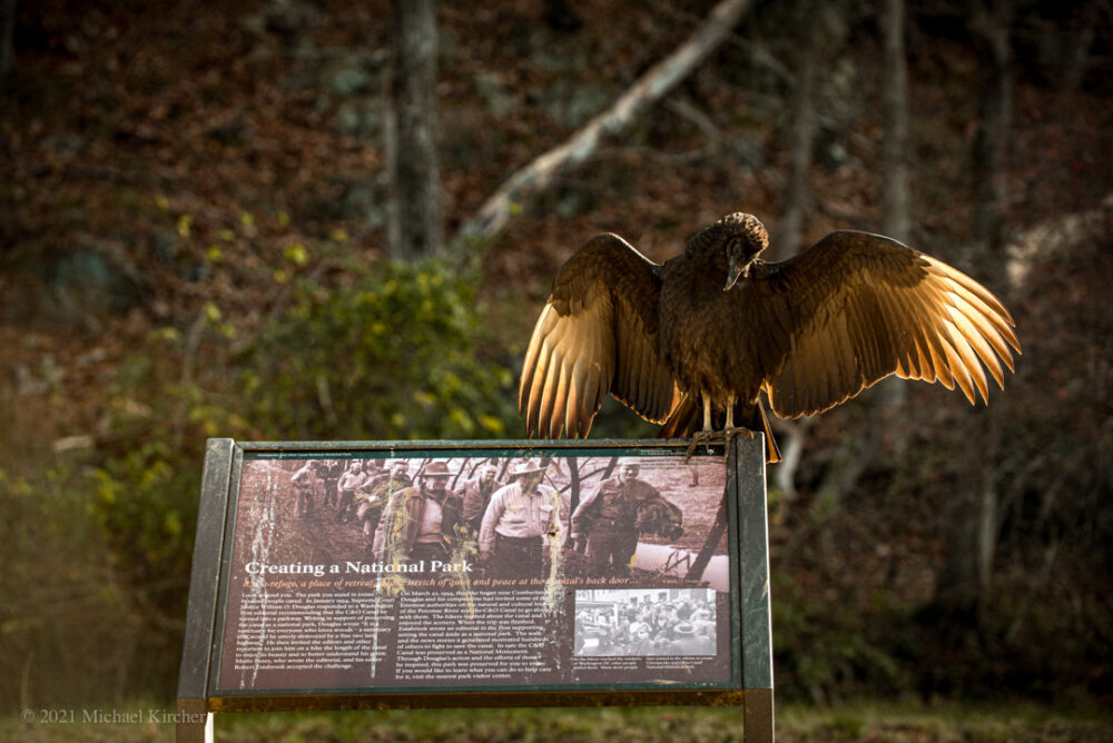 black vulture drying its wings upon a sign in c&o canal park