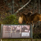 black vulture drying its wings upon a sign in c&o canal park