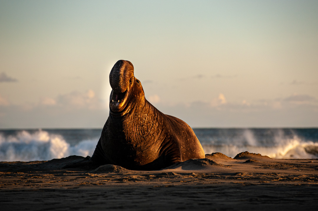 Bull elephant seal making a show of dominance at Drakes Beach in Point Reyes National Seashore.